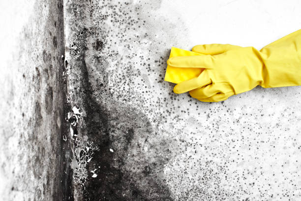 Best Mold Remediation for Specific Building Types in Soda Springs, ID